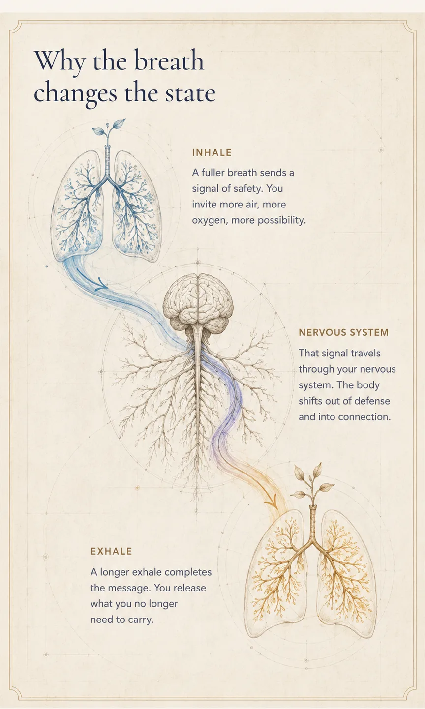 Why the breath changes the state. Inhale: a fuller breath sends a signal of safety. You invite more air, more oxygen, more possibility. Nervous system: that signal travels through your nervous system. The body shifts out of defense and into connection. Exhale: a longer exhale completes the message. You release what you no longer need to carry.