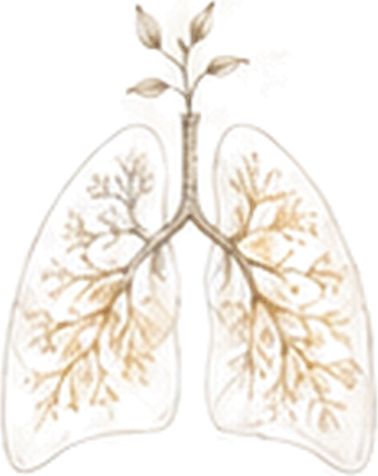 A drawn pair of lungs with the bronchial tree traced in gold, a small leafed stem rising from the windpipe.