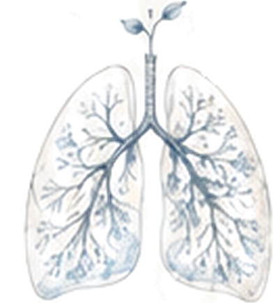 A drawn pair of lungs with the bronchial tree traced in blue, a small seedling rising from the windpipe.