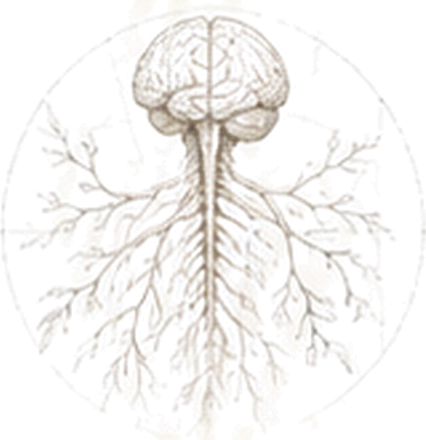 A drawn brain and spinal cord, the nerves branching out from the spine like roots inside a faint circle.